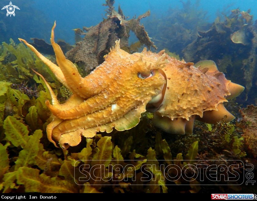 A Australian giant cuttlefish