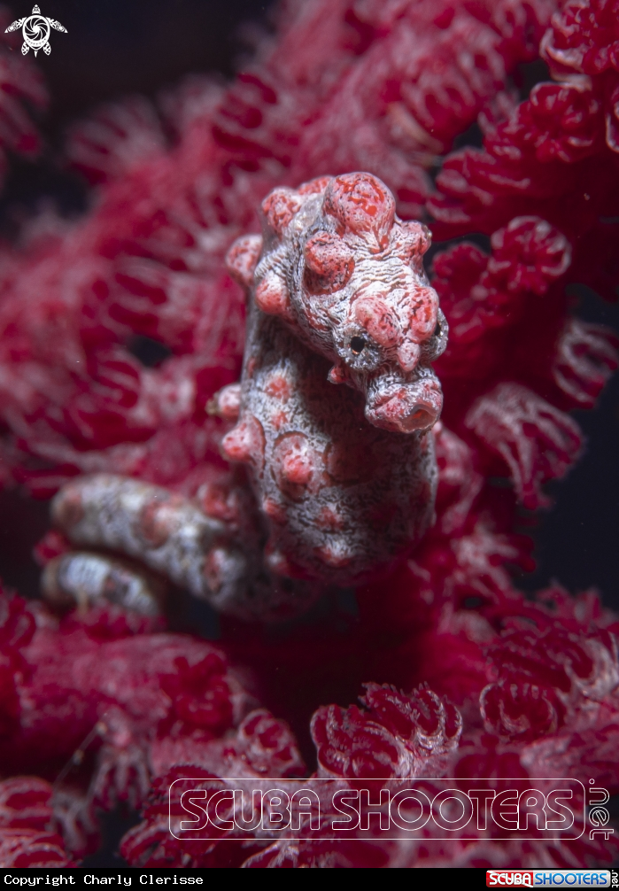 A Bargibanti Pigmy Seahorse