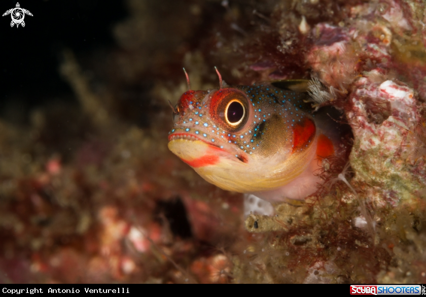A Tube blenny
