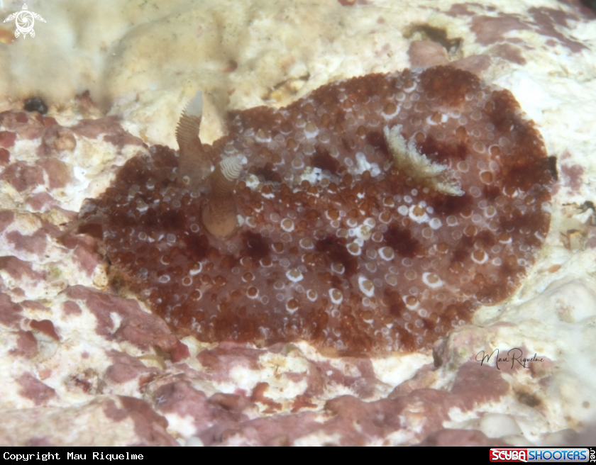 A Dorid Nudibranch