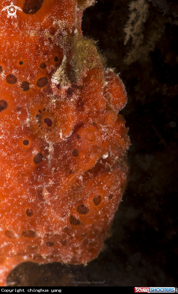 A wartyfrogfish