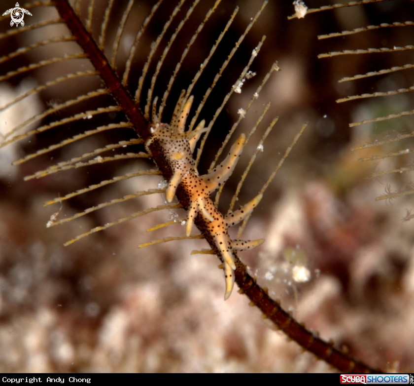 A underwater creature