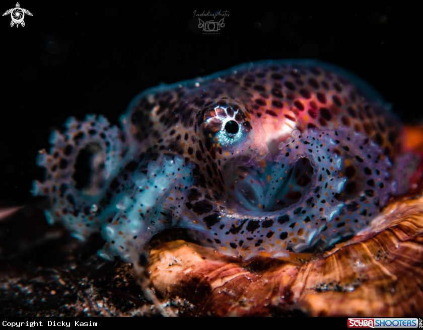 A Bobtail Squid