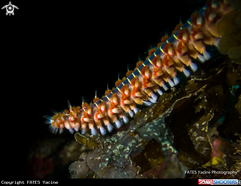 A fire worm