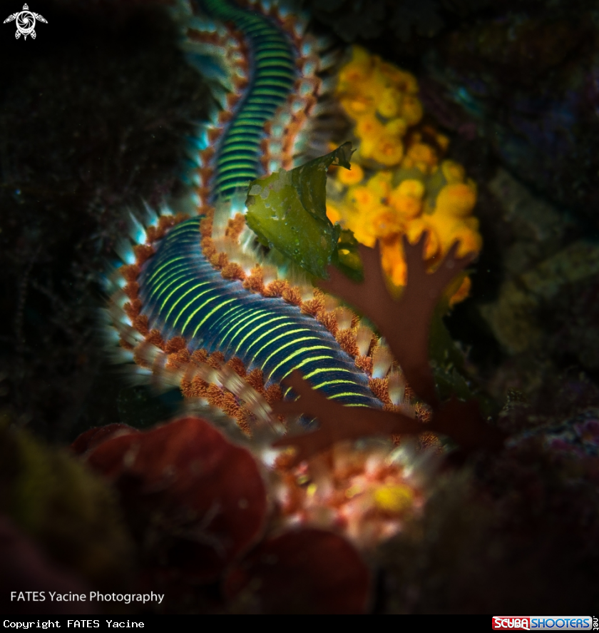 A fire worm
