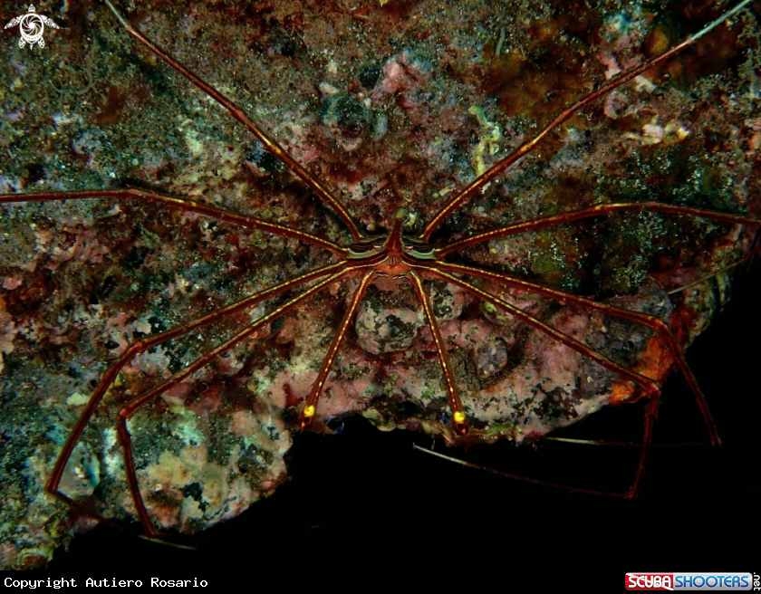 A Stenorhynchus lanceolatus