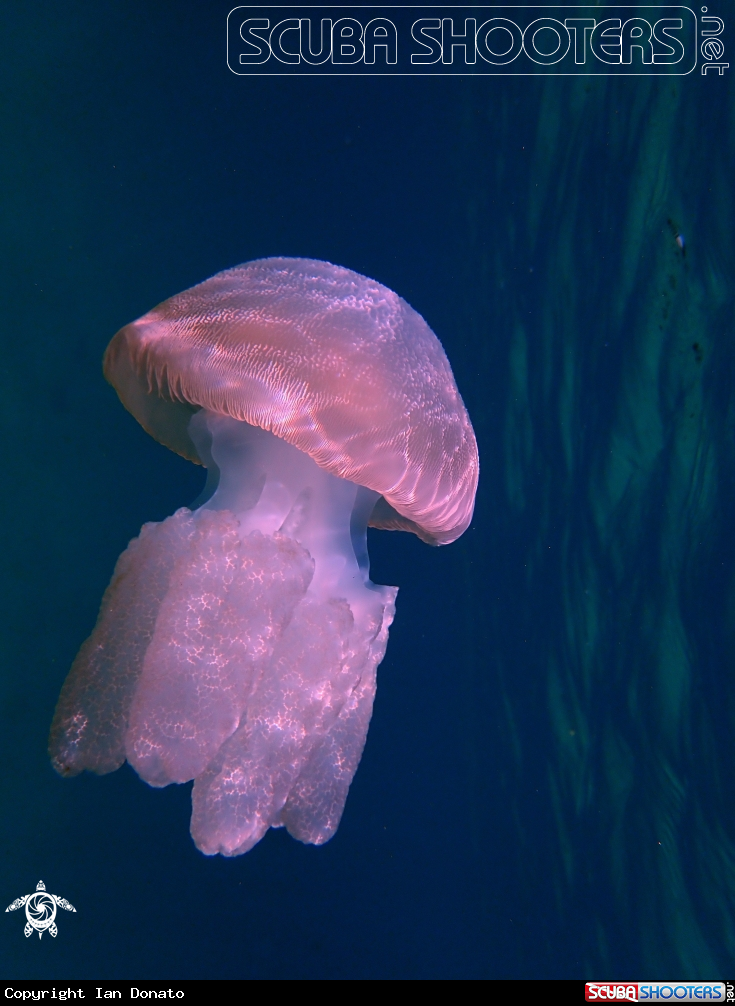 A Jelly blubber