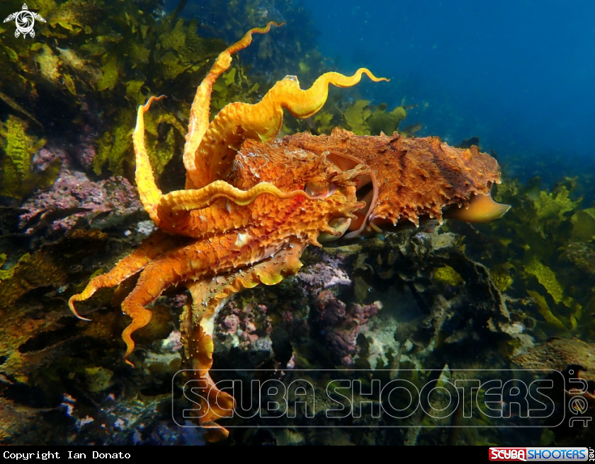 A Australian giant cuttlefish