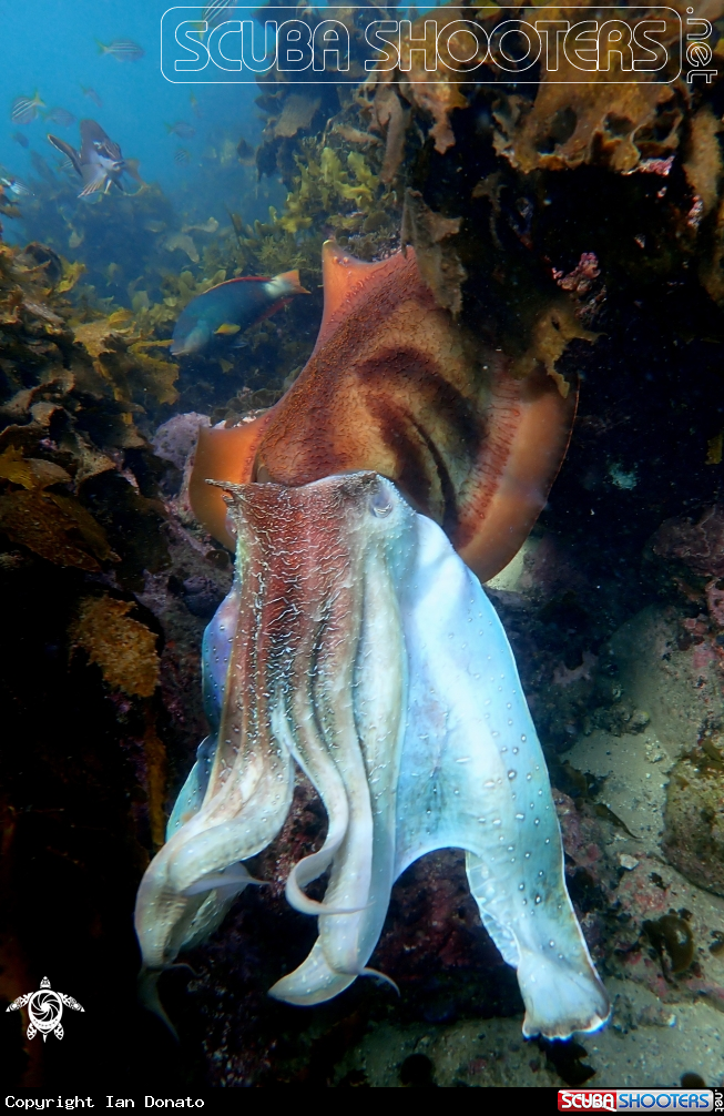 A Australian giant cuttlefish