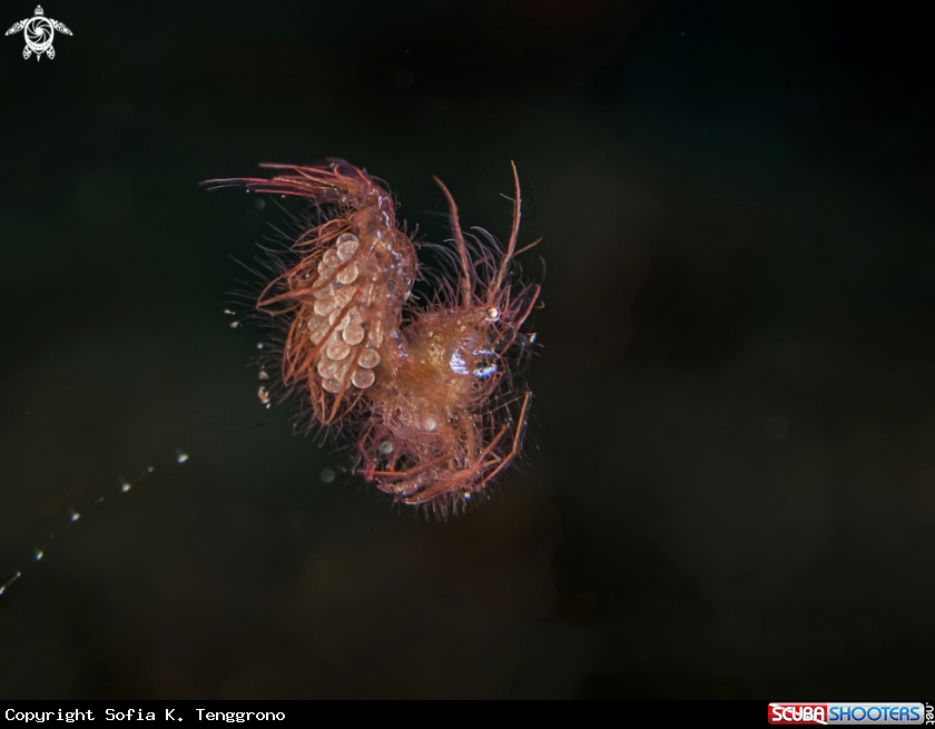 A Hairy Shrimp