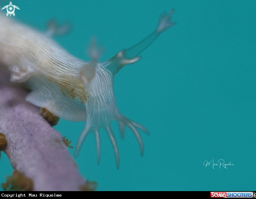 A Hamners' Tritonia