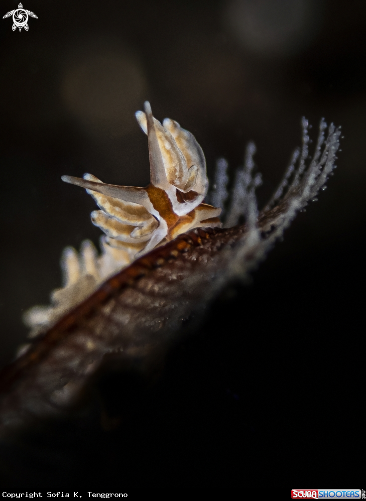 A Nudibranch