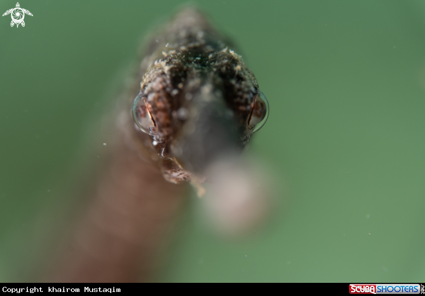 A Common pipefish