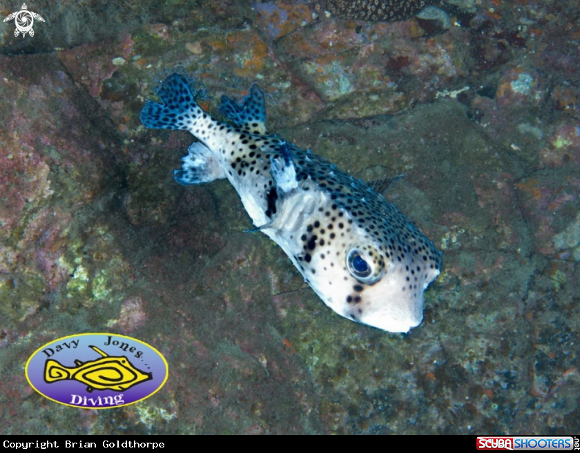 A Chilomycterus espinoso