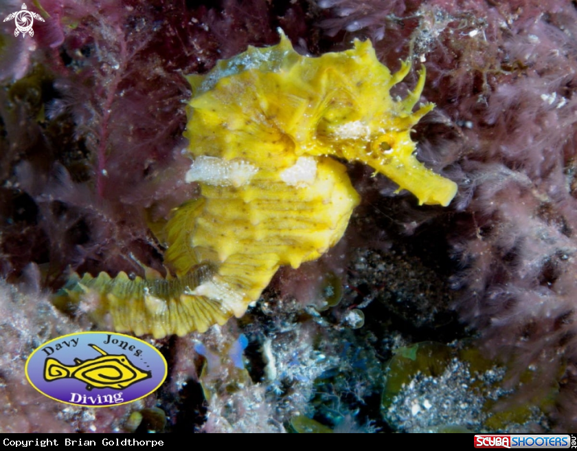 A Shortsnout Seahorse - 