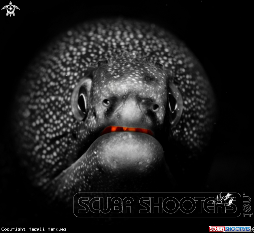 A Goldentail moray eel 