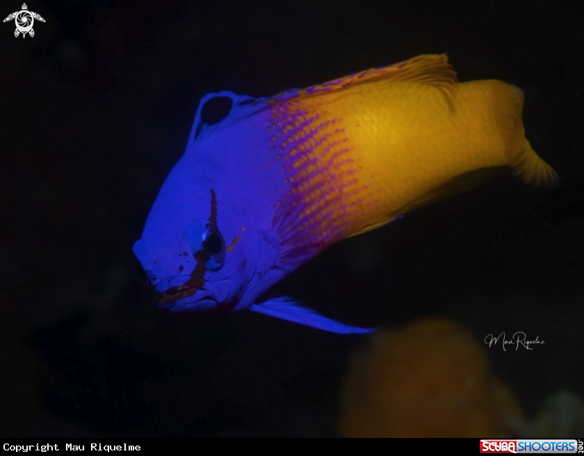 A Fairy Basslet