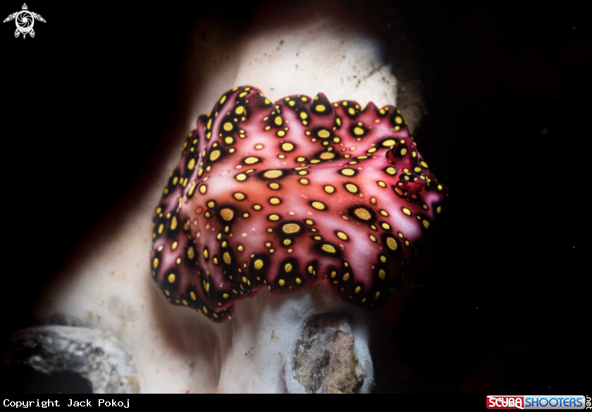 A Marine flatworm
