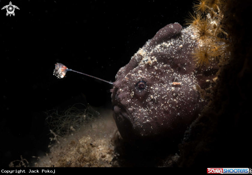 A Painted frogfish