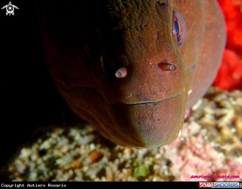 A Gymnothorax javanicus