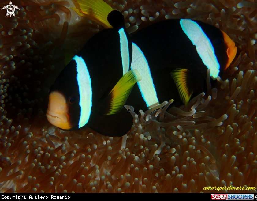 A Amphiprion clarkii
