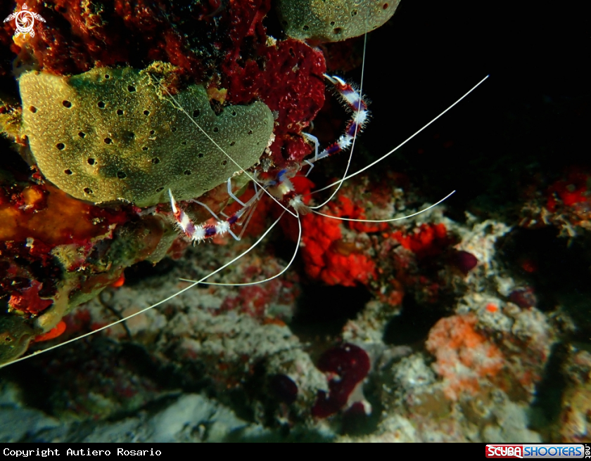A Stenopus hispidus