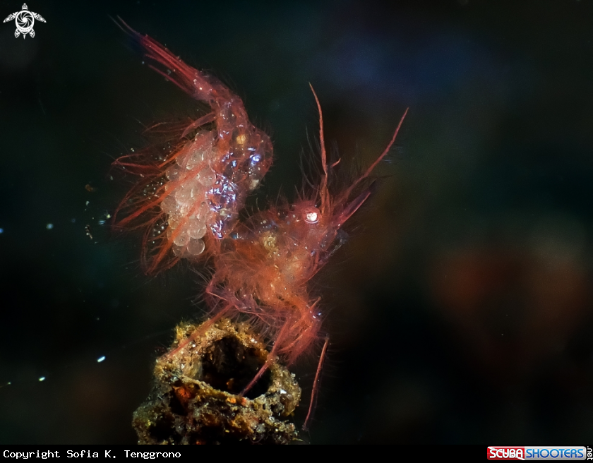 A Hairy Shrimp