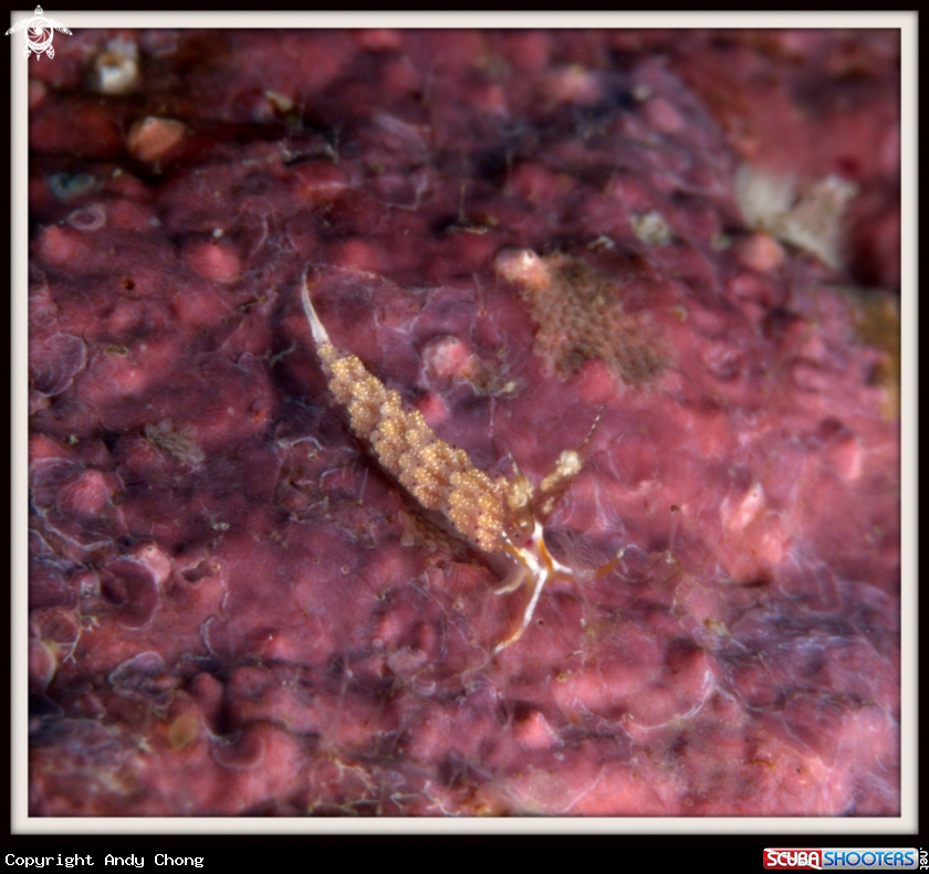 A underwater creature