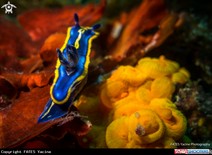 A Doris tricolore