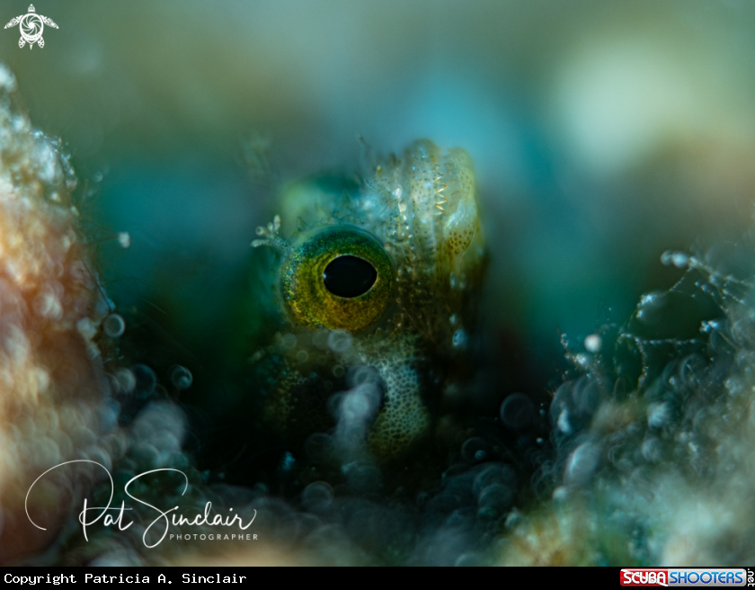 A blenny