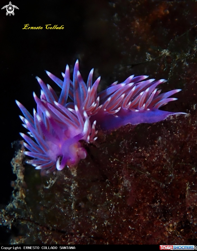 A Flabellina