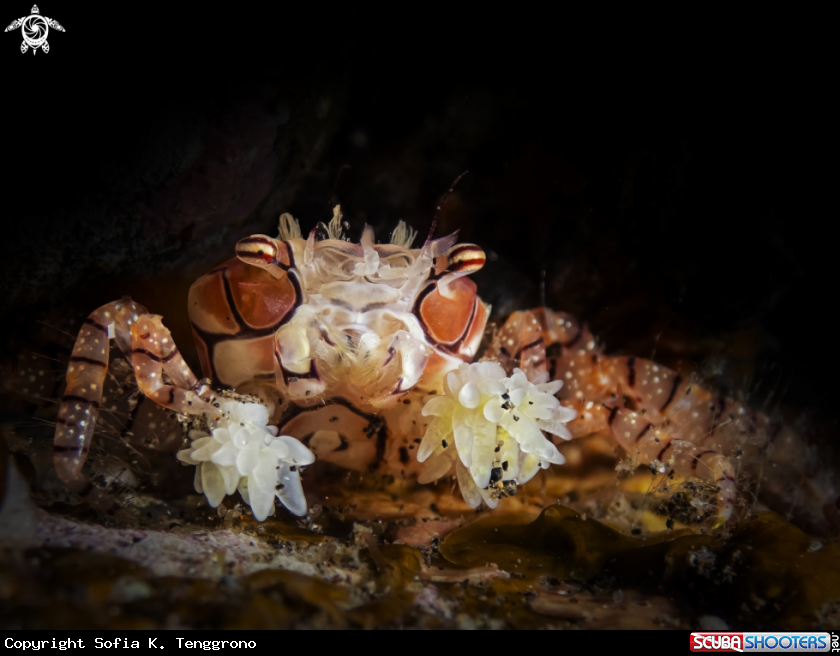 A Boxer crab