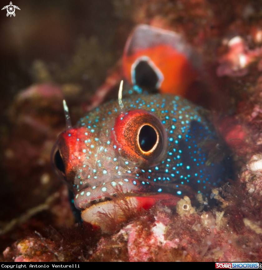 A Tube blenny