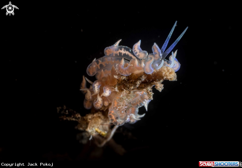 A Phyllodesmium poindimiei