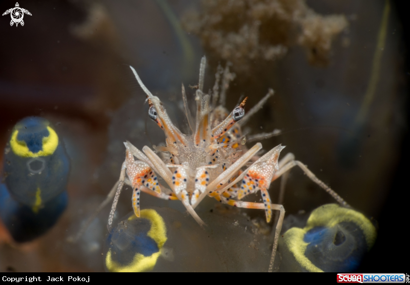 A Tiger shrimp