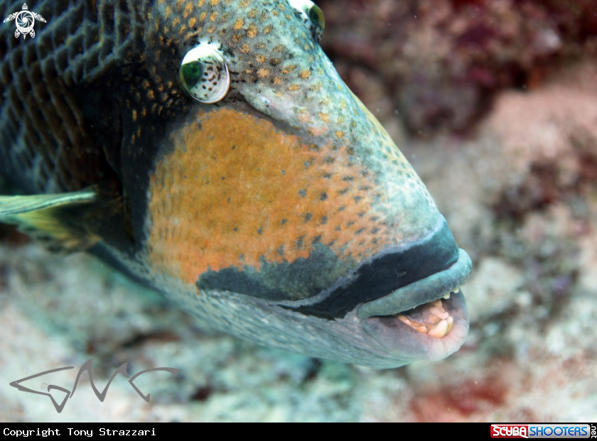 A Titan triggerfish
