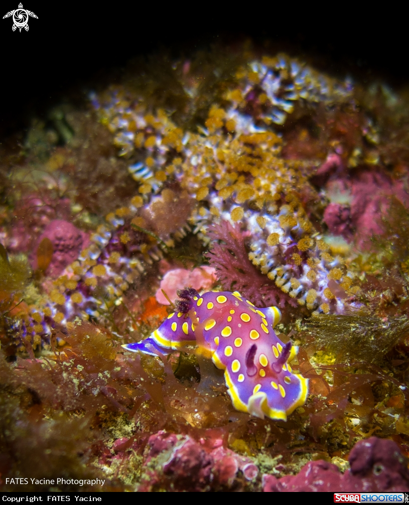 A DORIS TACHETÉE MAUVE