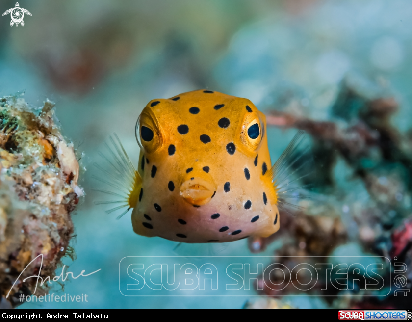 A Yellow Boxfish