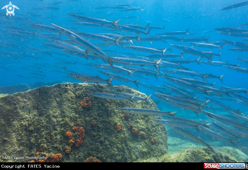 A Barracuda