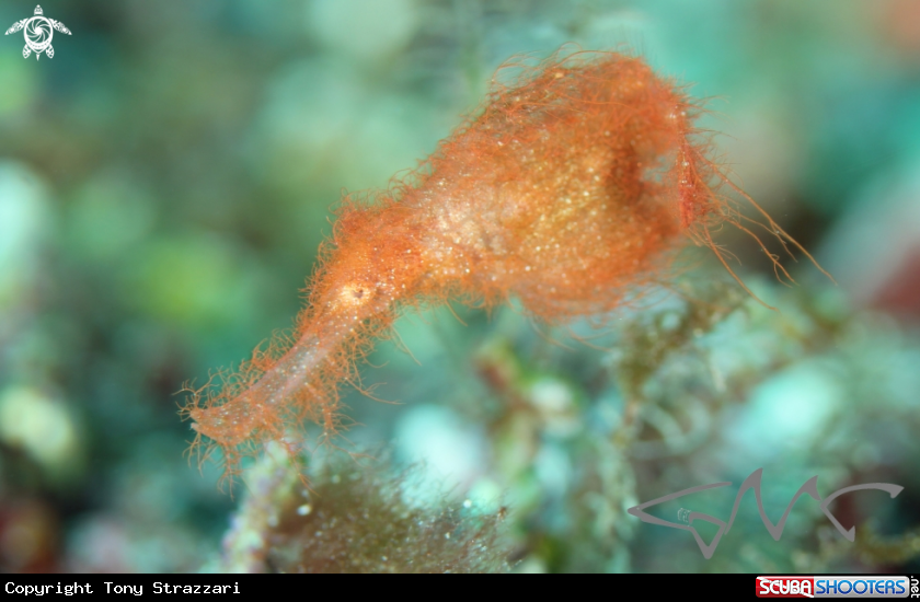 A Robust Ghost Pipefish