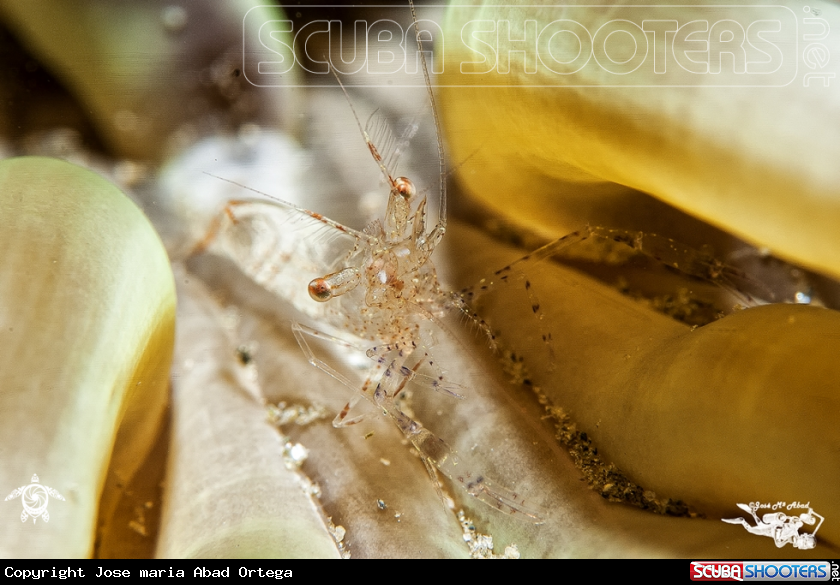 A Periclimenes