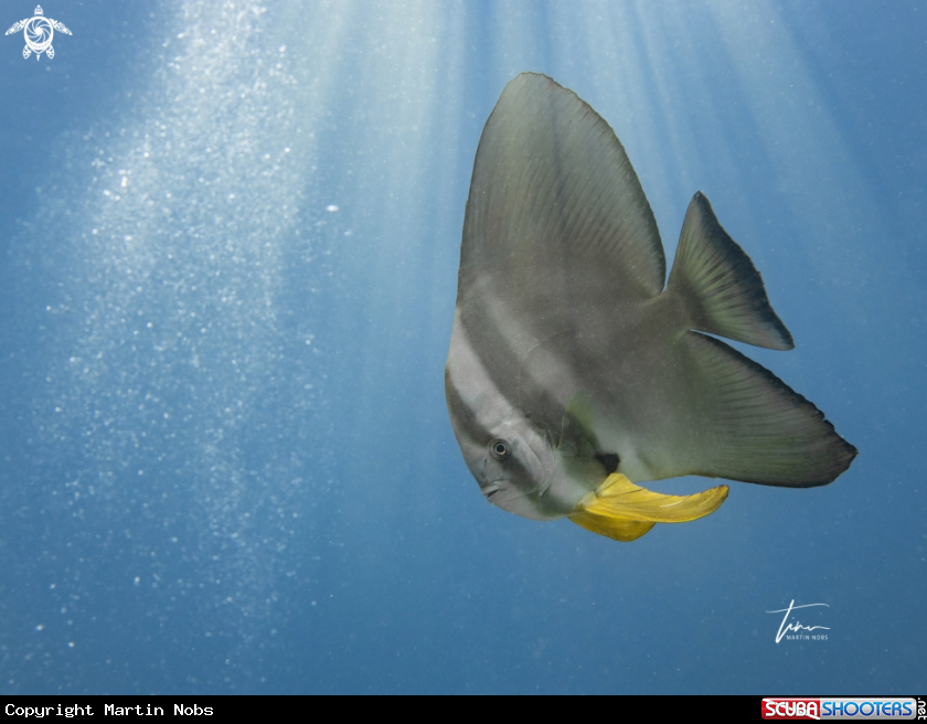 A Longfin Spadefish