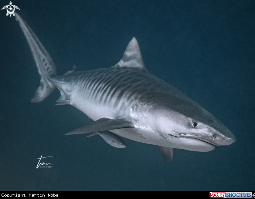 A Tiger Shark