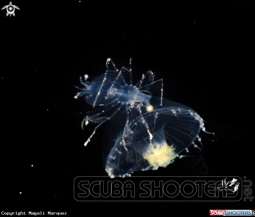 A Spiny lobster 