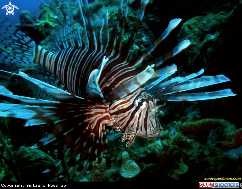 A Pesce Leone
