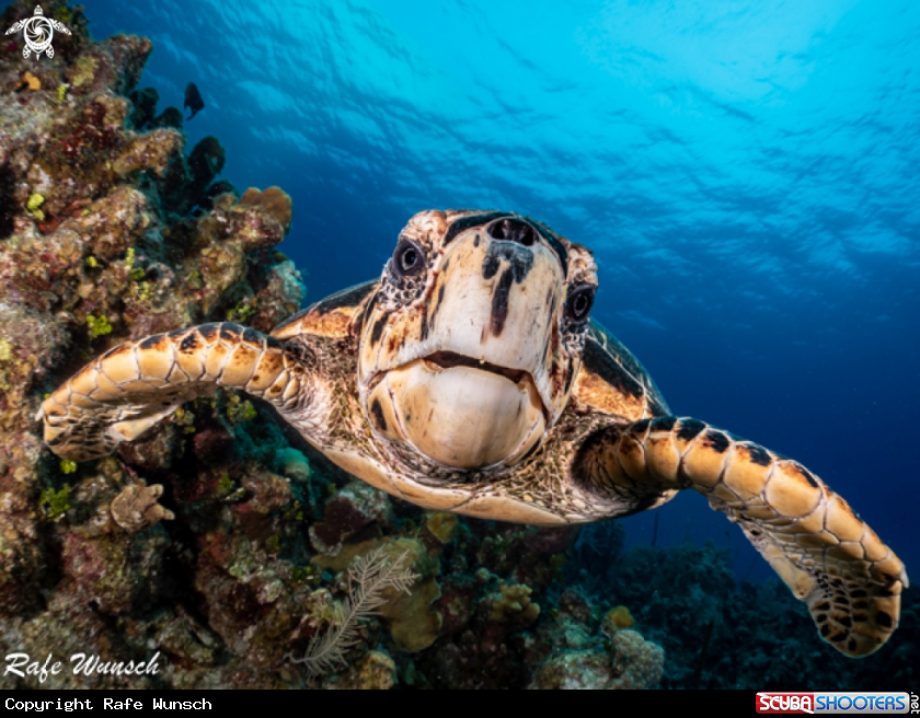 A Hawksbill Turtle