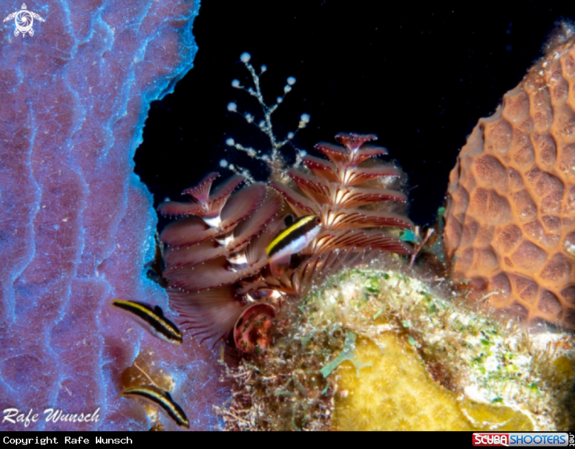 A Christmas tree worm and sponge