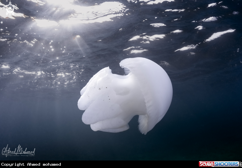A Jellyfish