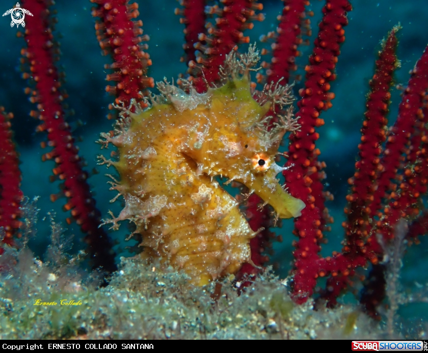 A Hippocampus hippocampus