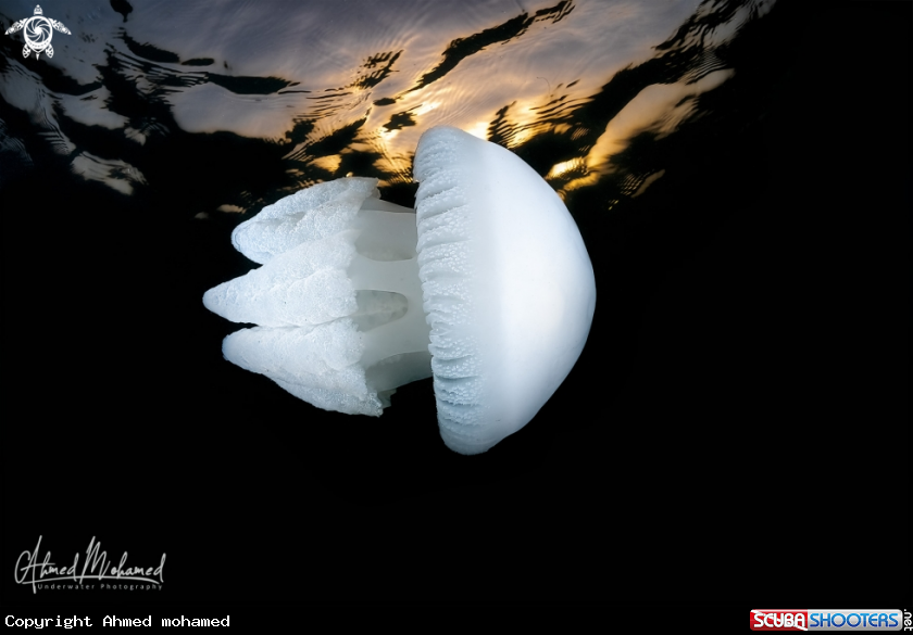 A Jellyfish
